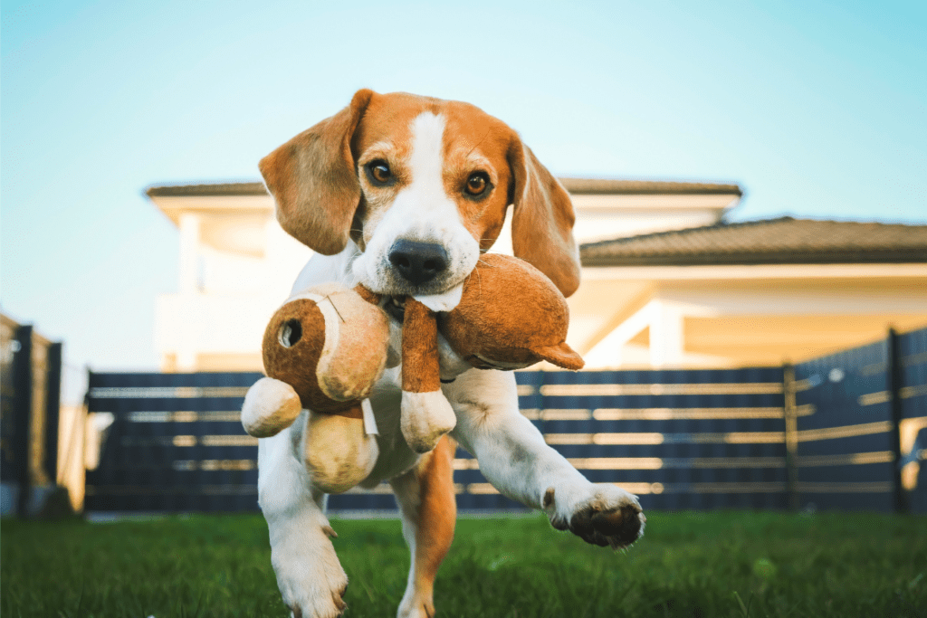 Best Dog Parks in Tampa Bay